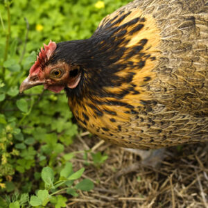 Essential Oils: Helping Your Birds Live Their Best Lives Image